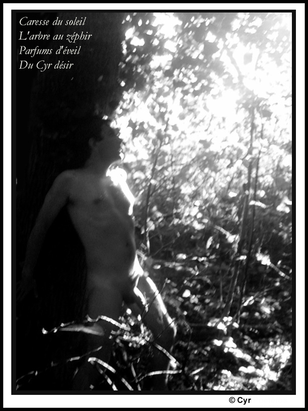 cyr arbre